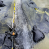 Moulinet Casting Cast 301 LH Black Cat – Image 8